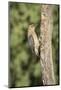 USA, Arizona, Amado. Male Gila Woodpecker on Dead Tree Trunk-Wendy Kaveney-Mounted Photographic Print