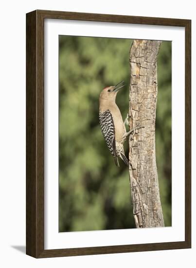 USA, Arizona, Amado. Male Gila Woodpecker on Dead Tree Trunk-Wendy Kaveney-Framed Photographic Print