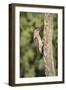 USA, Arizona, Amado. Male Gila Woodpecker on Dead Tree Trunk-Wendy Kaveney-Framed Photographic Print