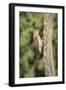 USA, Arizona, Amado. Male Gila Woodpecker on Dead Tree Trunk-Wendy Kaveney-Framed Photographic Print