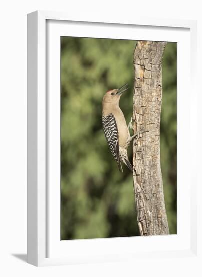 USA, Arizona, Amado. Male Gila Woodpecker on Dead Tree Trunk-Wendy Kaveney-Framed Photographic Print