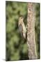 USA, Arizona, Amado. Male Gila Woodpecker on Dead Tree Trunk-Wendy Kaveney-Mounted Photographic Print