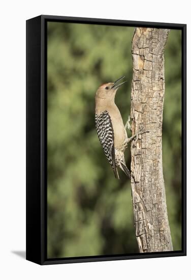 USA, Arizona, Amado. Male Gila Woodpecker on Dead Tree Trunk-Wendy Kaveney-Framed Stretched Canvas