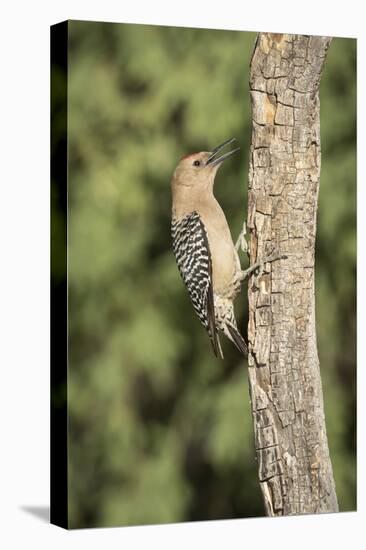 USA, Arizona, Amado. Male Gila Woodpecker on Dead Tree Trunk-Wendy Kaveney-Stretched Canvas