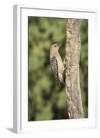 USA, Arizona, Amado. Male Gila Woodpecker on Dead Tree Trunk-Wendy Kaveney-Framed Photographic Print