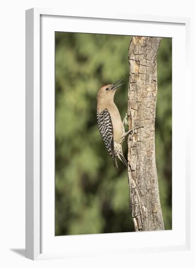 USA, Arizona, Amado. Male Gila Woodpecker on Dead Tree Trunk-Wendy Kaveney-Framed Photographic Print