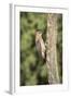 USA, Arizona, Amado. Male Gila Woodpecker on Dead Tree Trunk-Wendy Kaveney-Framed Photographic Print