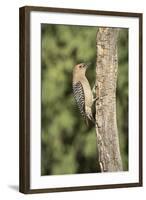 USA, Arizona, Amado. Male Gila Woodpecker on Dead Tree Trunk-Wendy Kaveney-Framed Photographic Print