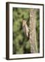 USA, Arizona, Amado. Male Gila Woodpecker on Dead Tree Trunk-Wendy Kaveney-Framed Photographic Print