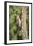 USA, Arizona, Amado. Male Gila Woodpecker on Dead Tree Trunk-Wendy Kaveney-Framed Photographic Print