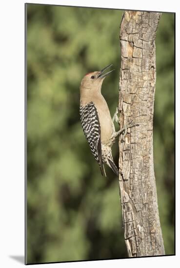 USA, Arizona, Amado. Male Gila Woodpecker on Dead Tree Trunk-Wendy Kaveney-Mounted Photographic Print