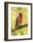 USA, Arizona, Arizona-Sonora Desert Museum. Cardinal-pyrrhuloxia hybrid bird.-Jaynes Gallery-Framed Photographic Print