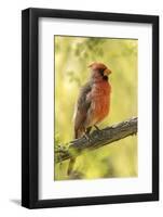 USA, Arizona, Arizona-Sonora Desert Museum. Cardinal-pyrrhuloxia hybrid bird.-Jaynes Gallery-Framed Photographic Print