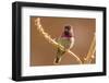 USA, Arizona, Arizona-Sonora Desert Museum. Male Anna's hummingbird displaying.-Jaynes Gallery-Framed Photographic Print