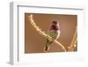 USA, Arizona, Arizona-Sonora Desert Museum. Male Anna's hummingbird displaying.-Jaynes Gallery-Framed Photographic Print