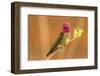 USA, Arizona, Arizona-Sonora Desert Museum. Male Anna's hummingbird displaying.-Jaynes Gallery-Framed Photographic Print