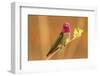 USA, Arizona, Arizona-Sonora Desert Museum. Male Anna's hummingbird displaying.-Jaynes Gallery-Framed Photographic Print