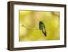 USA, Arizona, Arizona-Sonora Desert Museum. Male broad-billed hummingbird on limb.-Jaynes Gallery-Framed Photographic Print
