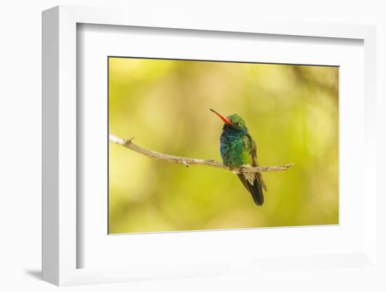 USA, Arizona, Arizona-Sonora Desert Museum. Male broad-billed hummingbird on limb.-Jaynes Gallery-Framed Photographic Print