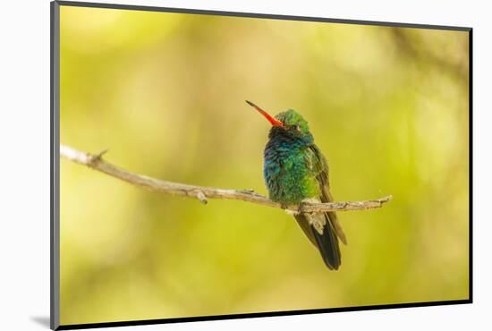 USA, Arizona, Arizona-Sonora Desert Museum. Male broad-billed hummingbird on limb.-Jaynes Gallery-Mounted Photographic Print