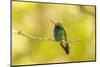 USA, Arizona, Arizona-Sonora Desert Museum. Male broad-billed hummingbird on limb.-Jaynes Gallery-Mounted Photographic Print