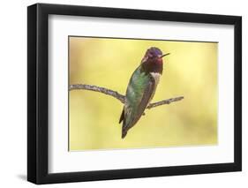 USA, Arizona, Boyce Thompson Arboretum State Park. Male Anna's hummingbird displaying on limb.-Jaynes Gallery-Framed Photographic Print