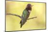 USA, Arizona, Boyce Thompson Arboretum State Park. Male Anna's hummingbird displaying on limb.-Jaynes Gallery-Mounted Photographic Print