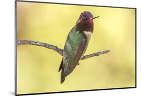 USA, Arizona, Boyce Thompson Arboretum State Park. Male Anna's hummingbird displaying on limb.-Jaynes Gallery-Mounted Photographic Print