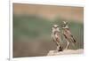 USA, Arizona, Buckeye. a Pair of Burrowing Owls-Wendy Kaveney-Framed Photographic Print