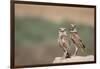 USA, Arizona, Buckeye. a Pair of Burrowing Owls-Wendy Kaveney-Framed Photographic Print