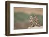 USA, Arizona, Buckeye. a Pair of Burrowing Owls-Wendy Kaveney-Framed Photographic Print