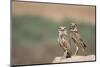 USA, Arizona, Buckeye. a Pair of Burrowing Owls-Wendy Kaveney-Mounted Photographic Print