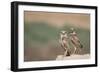 USA, Arizona, Buckeye. a Pair of Burrowing Owls-Wendy Kaveney-Framed Photographic Print