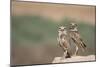 USA, Arizona, Buckeye. a Pair of Burrowing Owls-Wendy Kaveney-Mounted Photographic Print
