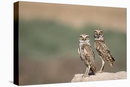 USA, Arizona, Buckeye. a Pair of Burrowing Owls-Wendy Kaveney-Stretched Canvas