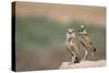 USA, Arizona, Buckeye. a Pair of Burrowing Owls-Wendy Kaveney-Stretched Canvas