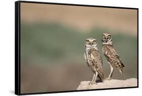 USA, Arizona, Buckeye. a Pair of Burrowing Owls-Wendy Kaveney-Framed Stretched Canvas