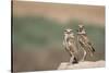 USA, Arizona, Buckeye. a Pair of Burrowing Owls-Wendy Kaveney-Stretched Canvas