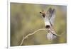 USA, Arizona, Buckeye. Female Gambel's Quail Raises Wings on Branch-Wendy Kaveney-Framed Photographic Print