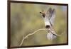 USA, Arizona, Buckeye. Female Gambel's Quail Raises Wings on Branch-Wendy Kaveney-Framed Photographic Print