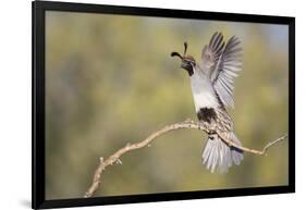 USA, Arizona, Buckeye. Female Gambel's Quail Raises Wings on Branch-Wendy Kaveney-Framed Photographic Print