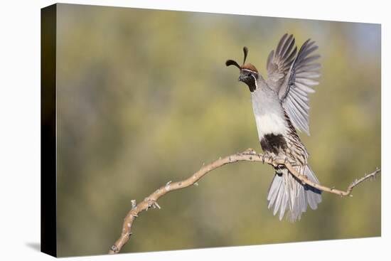 USA, Arizona, Buckeye. Female Gambel's Quail Raises Wings on Branch-Wendy Kaveney-Stretched Canvas