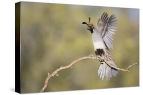 USA, Arizona, Buckeye. Female Gambel's Quail Raises Wings on Branch-Wendy Kaveney-Stretched Canvas