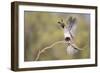 USA, Arizona, Buckeye. Female Gambel's Quail Raises Wings on Branch-Wendy Kaveney-Framed Photographic Print