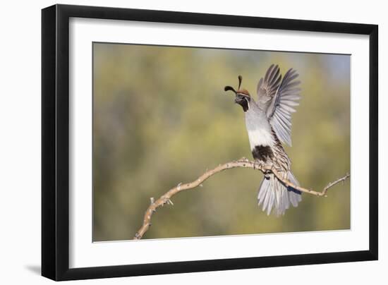 USA, Arizona, Buckeye. Female Gambel's Quail Raises Wings on Branch-Wendy Kaveney-Framed Photographic Print