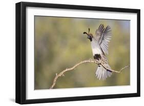 USA, Arizona, Buckeye. Female Gambel's Quail Raises Wings on Branch-Wendy Kaveney-Framed Photographic Print