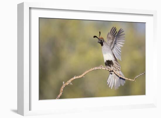 USA, Arizona, Buckeye. Female Gambel's Quail Raises Wings on Branch-Wendy Kaveney-Framed Photographic Print