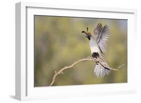 USA, Arizona, Buckeye. Female Gambel's Quail Raises Wings on Branch-Wendy Kaveney-Framed Photographic Print