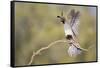 USA, Arizona, Buckeye. Female Gambel's Quail Raises Wings on Branch-Wendy Kaveney-Framed Stretched Canvas