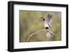 USA, Arizona, Buckeye. Female Gambel's Quail Raises Wings on Branch-Wendy Kaveney-Framed Photographic Print